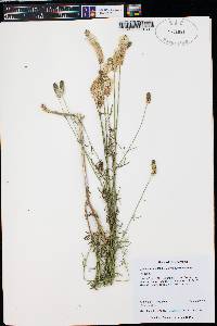 Dalea candida var. oligophylla image