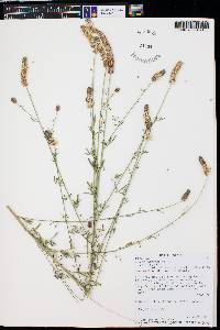 Dalea candida var. oligophylla image