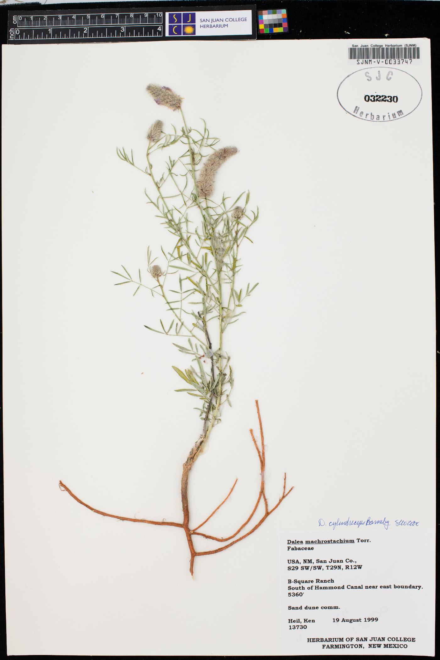 Dalea cylindriceps image