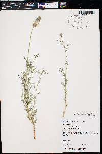 Dalea flavescens image