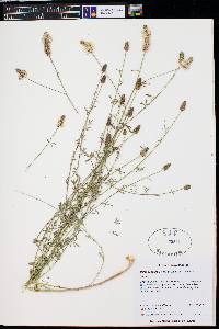 Dalea candida var. oligophylla image