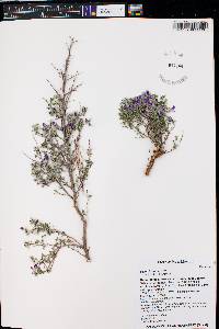 Dalea formosa image