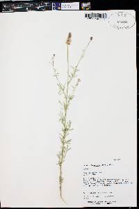 Dalea candida var. oligophylla image