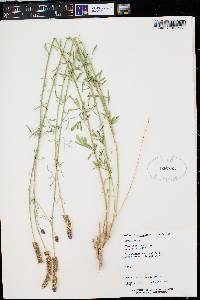 Dalea candida var. oligophylla image