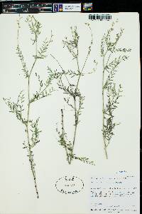 Astragalus multiflorus image