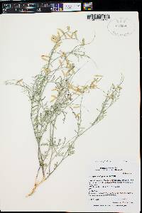 Astragalus wingatanus image