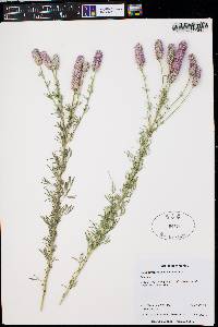 Dalea purpurea var. purpurea image