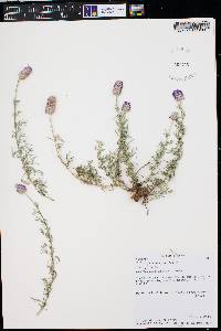 Dalea purpurea var. purpurea image