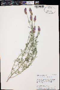 Dalea searlsiae image