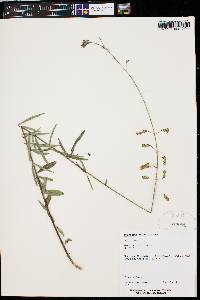 Desmodium arizonicum image