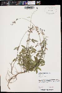 Desmodium cinerascens image