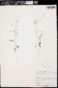 Desmodium procumbens image