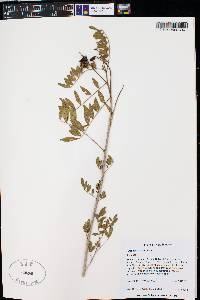 Glycyrrhiza lepidota image