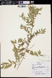 Glycyrrhiza lepidota image