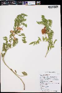 Glycyrrhiza lepidota image