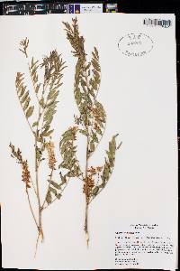 Glycyrrhiza lepidota image