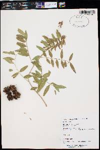 Glycyrrhiza lepidota image