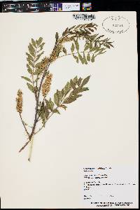 Glycyrrhiza lepidota image