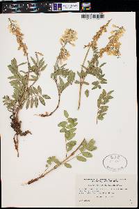 Hedysarum sulphurescens image