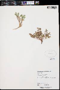 Caesalpinia drepanocarpa image