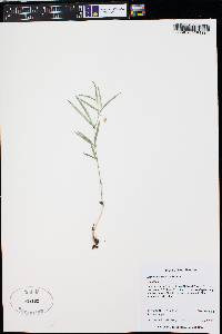 Lathyrus lanszwertii image