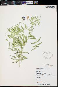 Lathyrus brachycalyx subsp. zionis image