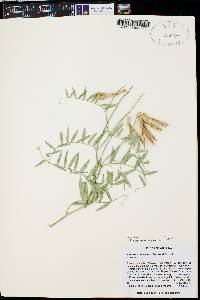 Lathyrus brachycalyx image