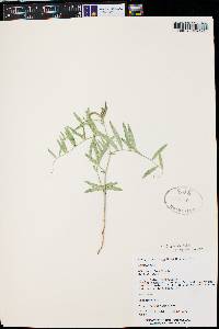 Lathyrus brachycalyx subsp. zionis image