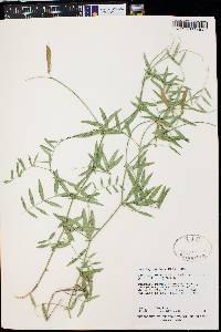 Lathyrus brachycalyx subsp. zionis image