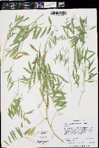 Lathyrus brachycalyx subsp. zionis image