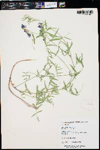 Lathyrus brachycalyx subsp. zionis image