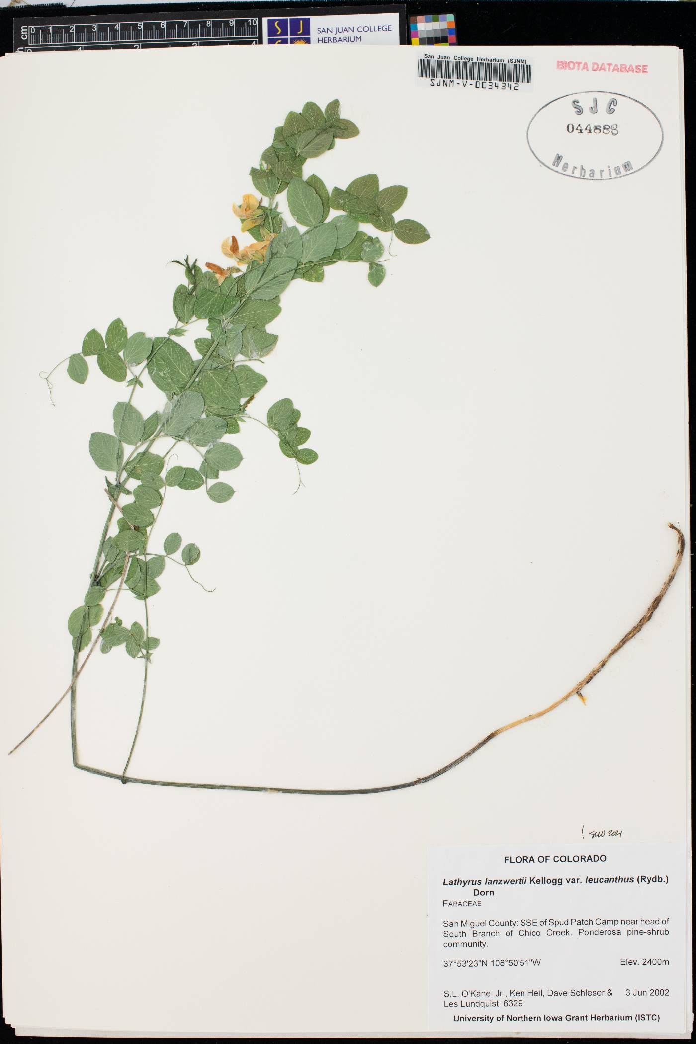 Lathyrus lanzwertii image