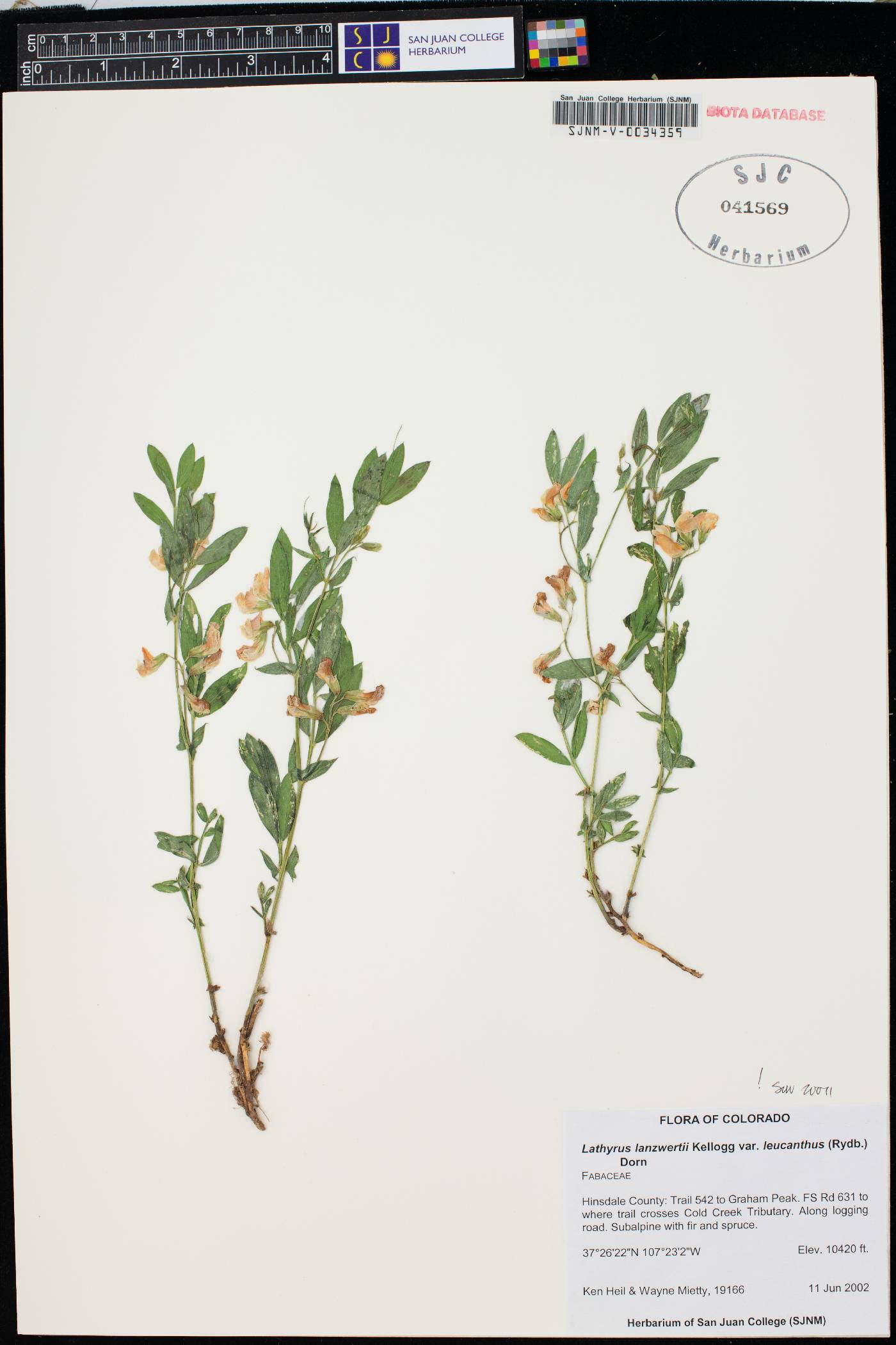 Lathyrus lanzwertii image