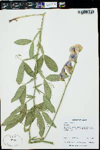 Lathyrus latifolius image