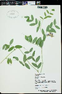 Lathyrus palustris image