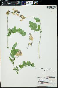 Lathyrus pauciflorus image