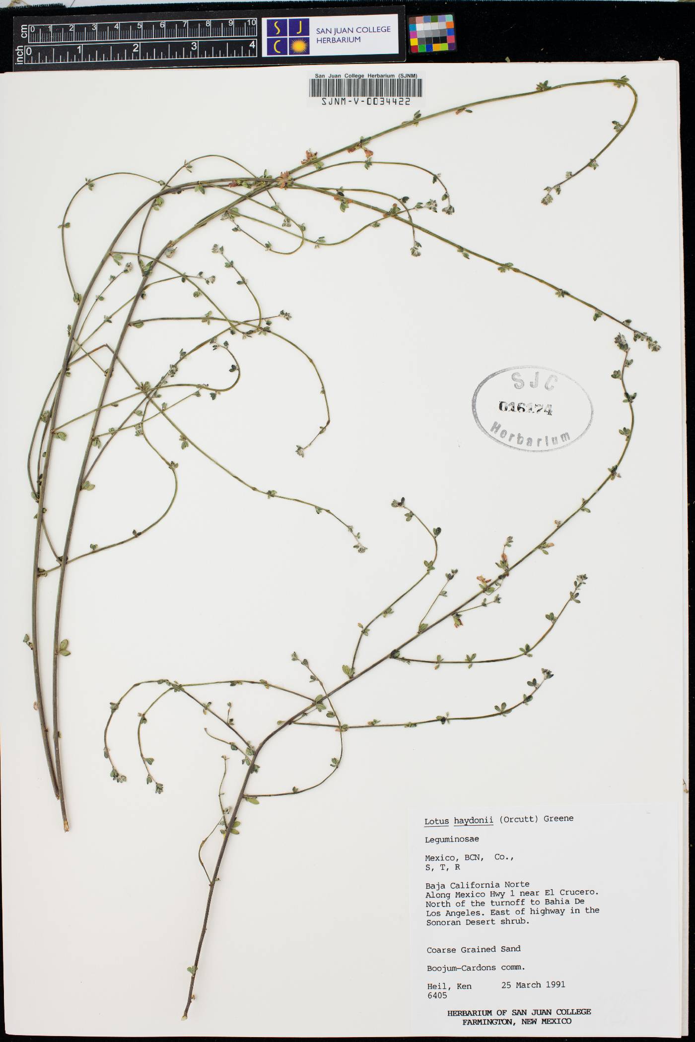 Lotus haydonii image