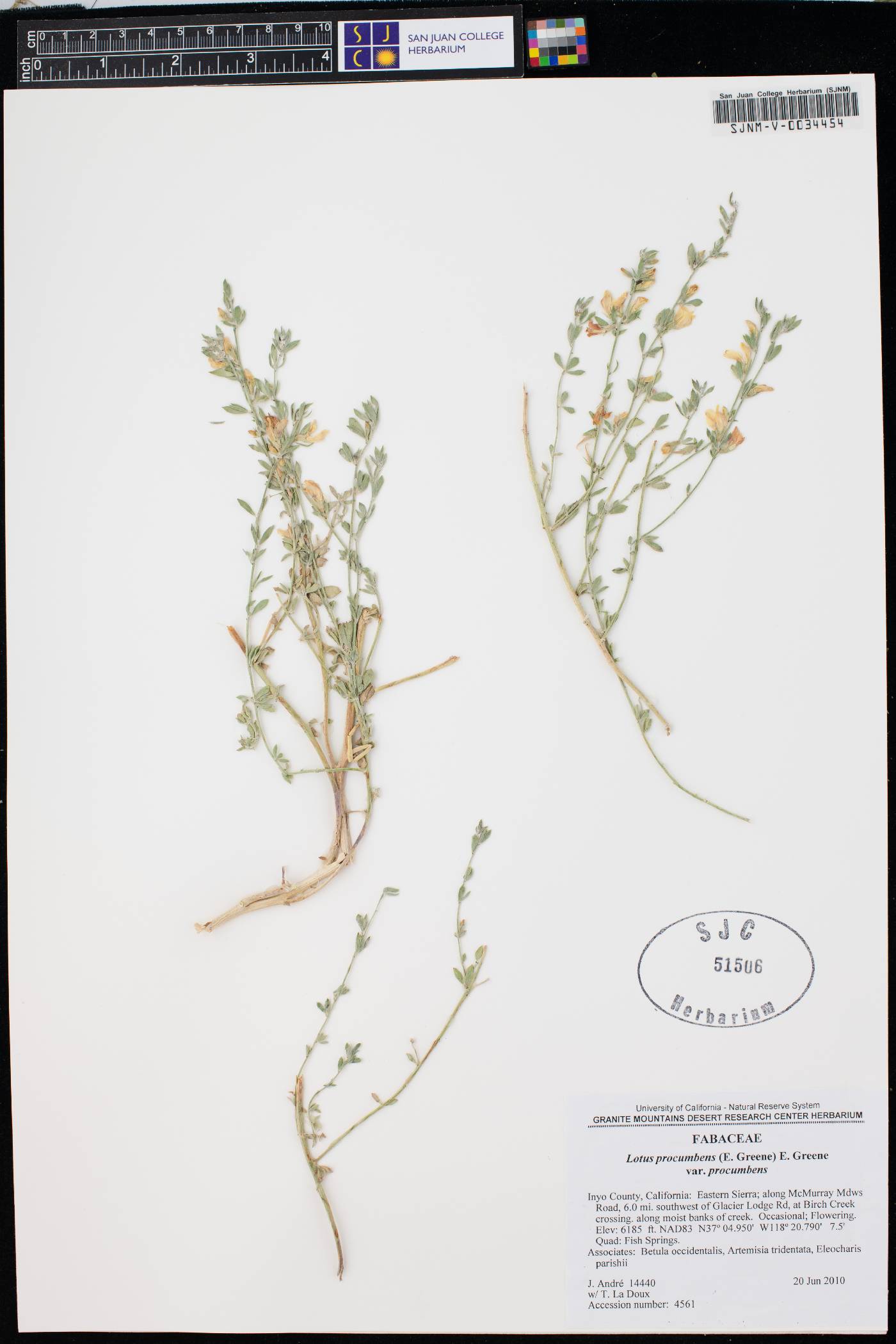 Lotus procumbens var. procumbens image