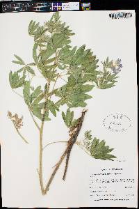 Lupinus argenteus var. argenteus image