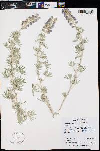 Lupinus argenteus var. argenteus image