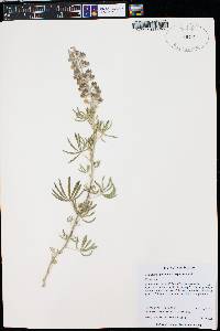 Lupinus argenteus var. argenteus image