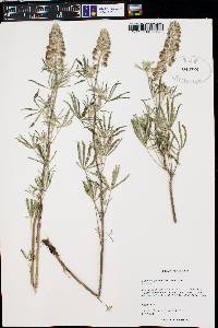 Lupinus argenteus var. argenteus image