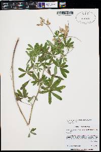 Lupinus parviflorus image