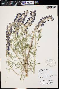 Lupinus argenteus var. argenteus image