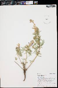 Lupinus argenteus var. argenteus image