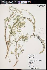 Lupinus argenteus subsp. moabensis image