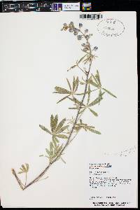 Lupinus argenteus subsp. moabensis image