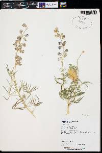 Lupinus argenteus var. argenteus image