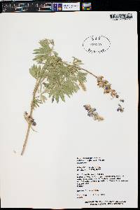 Lupinus argenteus subsp. rubricaulis image