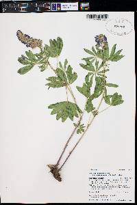 Lupinus argenteus subsp. rubricaulis image